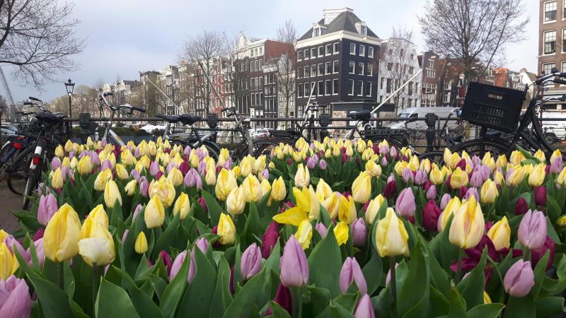 Tulpen festival Amsterdam